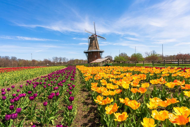 From Chicago:1-Day Windmill Island w/Seasonal Tulip Upgrade Tour Only in Ordinary date