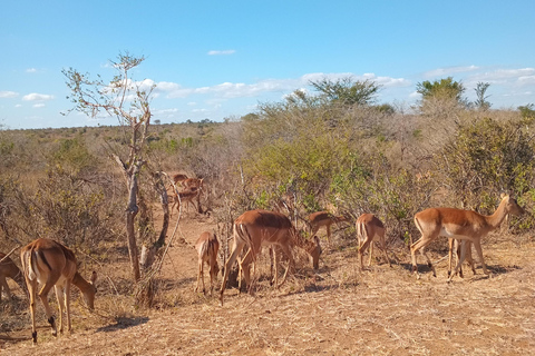 Maputo: Maputo National Park Safari and Beach Tour
