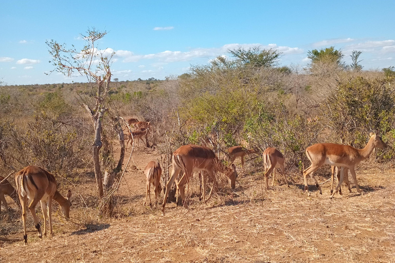 Maputo: Maputo National Park Safari and Beach Tour