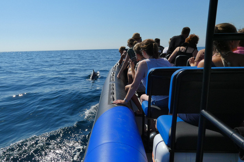 Sesimbra: Tour in barca per l&#039;osservazione dei delfini di Arrábida con biologoSesimbra: Tour in barca con biologo per l&#039;osservazione dei delfini di Arrábida