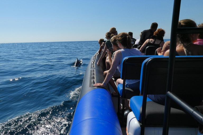 Sesimbra: Tour in barca per l&#039;osservazione dei delfini di Arrábida con biologoSesimbra: Tour in barca con biologo per l&#039;osservazione dei delfini di Arrábida