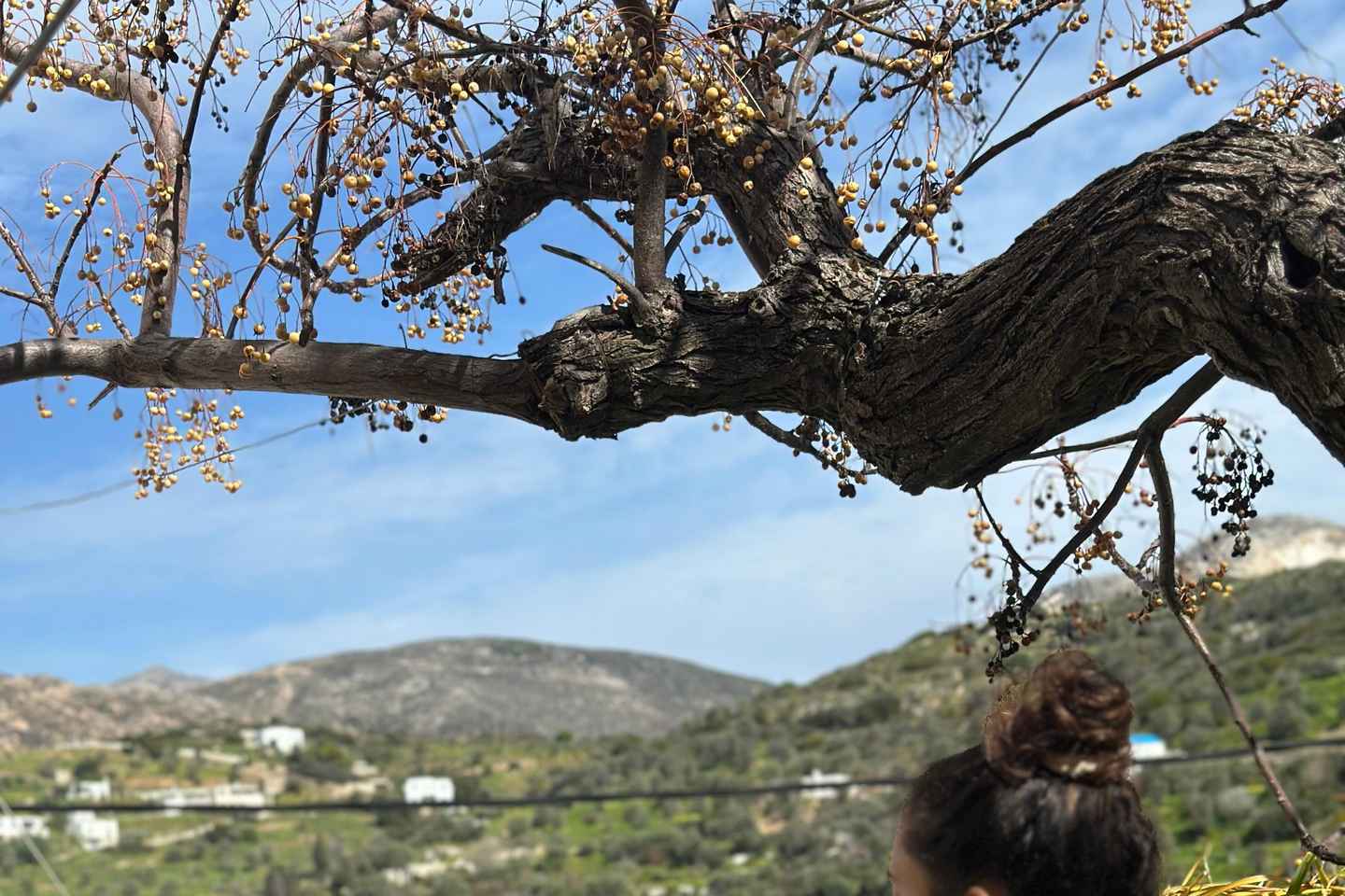 Naxos: Tour del Villaggio di Melanes con Degustazione di Formaggi e Pranzo