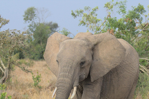 2-Day Tsavo East Safari from Mombasa & Diani