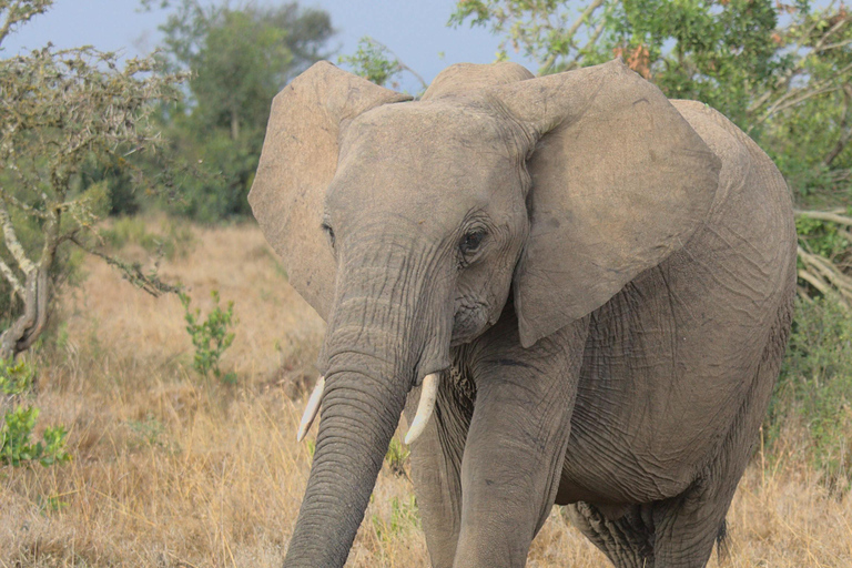 2-Day Tsavo East Safari from Mombasa & Diani