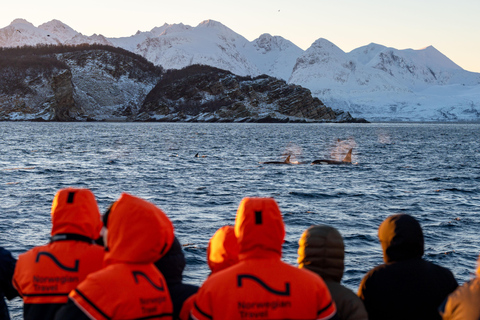 From Tromsø: Whale Watching Safari on High-Speed Catamaran