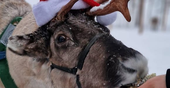 Rovaniemi: Reindeer Farm Experience & Photography
