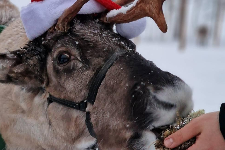 Rovaniemi: Reindeer Farm & Arctic Experience and Photos