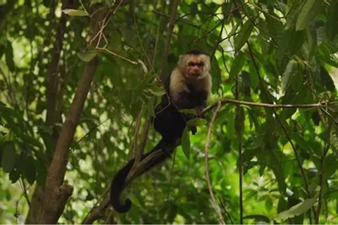 Roatan Horseback Ride with Wildlife Eco-Park and Snorkel