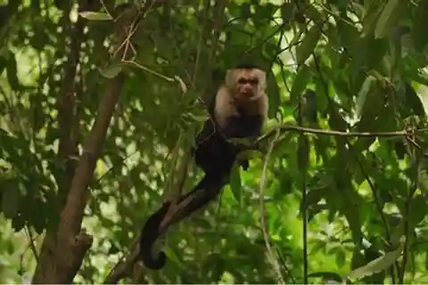 Roatan Horseback Ride with Wildlife Eco-Park and Snorkel