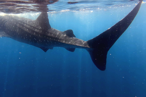Protected natural reserve: Whale Shark Aqua Safari