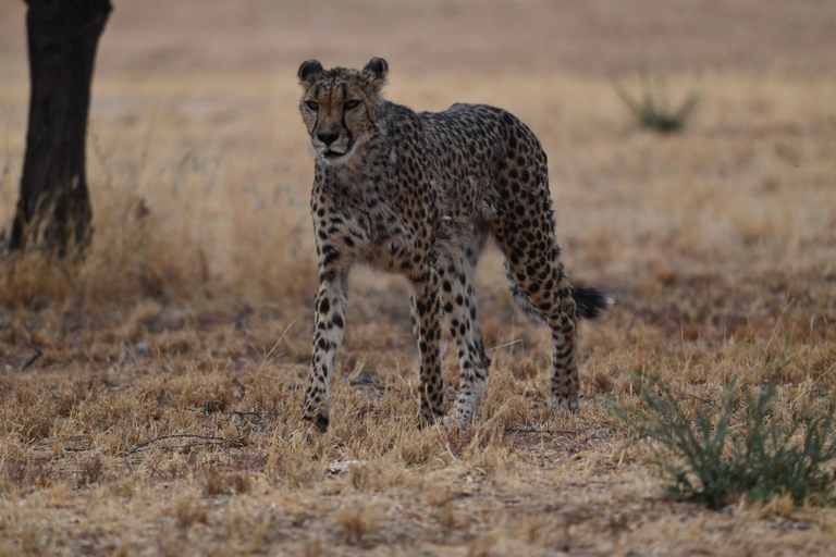 Windhoek: 3-Day Guided Safari in Etosha with Lodge