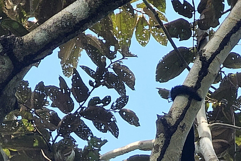 Panamá: Hábitat del Perezoso, Antigua Zona del Canal y Visita al Casco AntiguoSólo desde el Hotel City. No Sueños