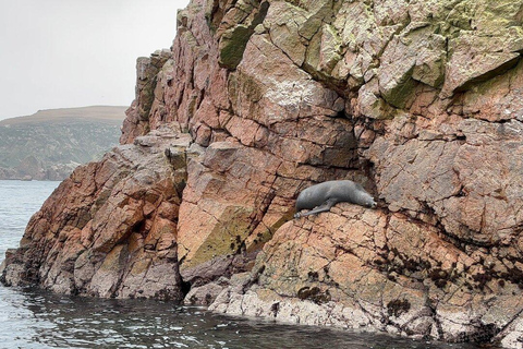 From Paracas: Ballestas Islands Tour + ATV