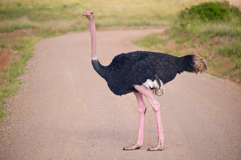 Nairobi National Park Half Day Guided Safaris in 4x4 Vehicle Private Half Day Guided Safaris in 4x4 Open roofed Van