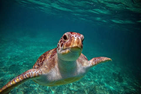 Baie d'Akumal : Cénotes et plongée en apnée avec les tortuesPrise en charge RivieraMaya, Playa del Carmen, PuertoMorelos