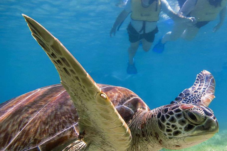 Yucatán: Snorkel with turtles in Akumal+Tour to the Cenote