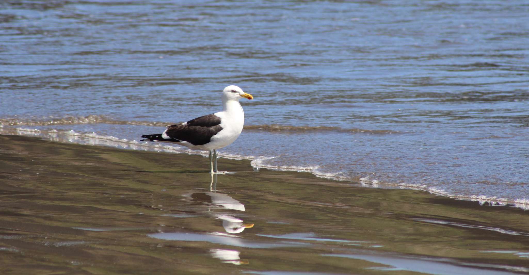 Pingüinos en Chiloé, Rocas y aves. - Housity