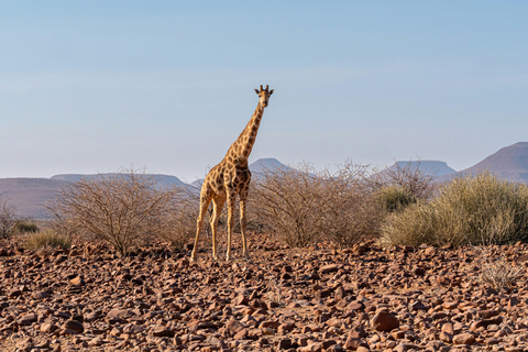 Windhoek : Visite du parc national d&#039;Etosha et de Swakopmund