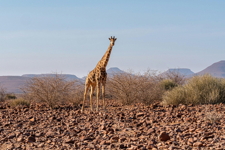 Windhoek: Rundtur i Etosha nationalpark och Swakopmund