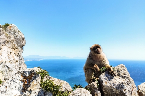 Gibraltar: prywatna wycieczka 1-dniowa premium i zwiedzanie skałGibraltar & Rock tour: 1-dniowa prywatna wycieczka z Sewilli