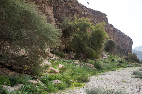 Wadi Dayqah/Wadi Al Arbaeen/Wadi Mayh (excursión de un día) 8 horas