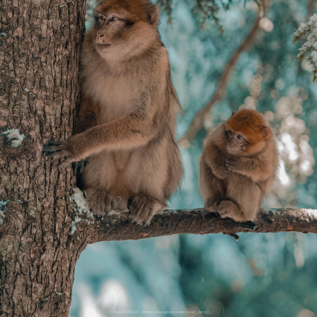 Transfert aller simple de Fès à Merzouga - dromadaire