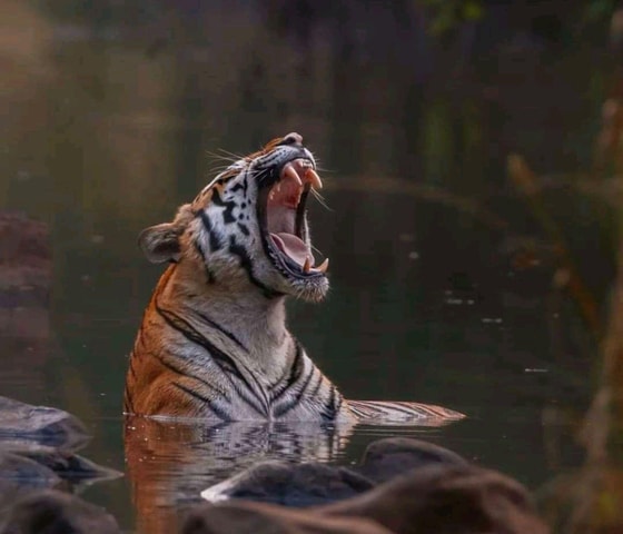 Sariska Tiger Reserve: Gypsy (jeep) jungle safari with guide