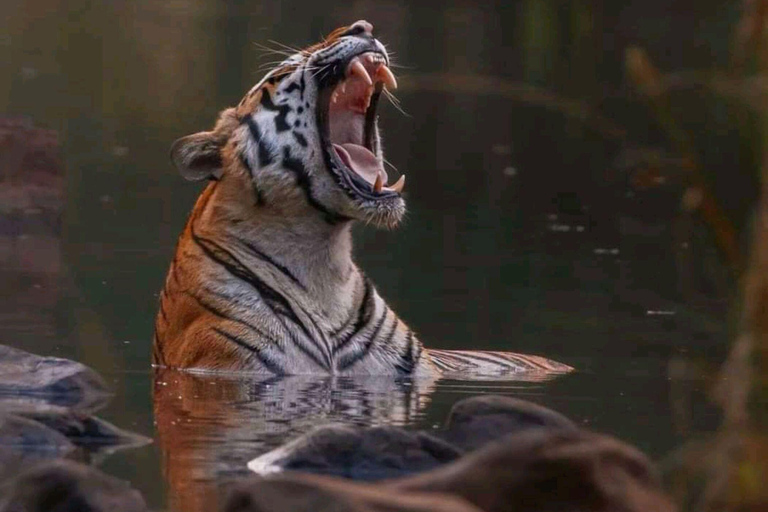 Sariska Tiger Reserve: Gypsy & Canter jungle Safari Transfer