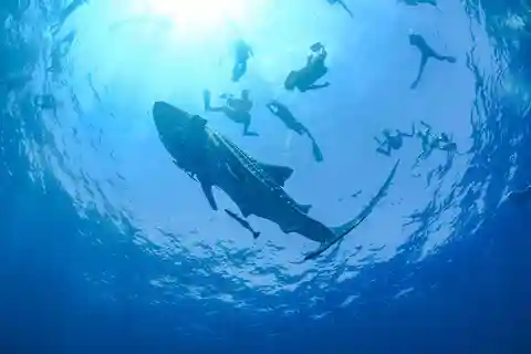 Whale Shark Snorkeling Experience from Cancun and RM