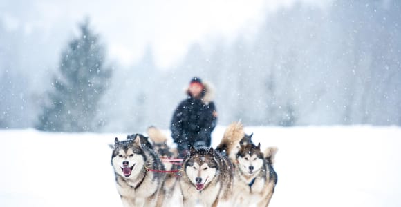 Rovaniemi: Husky Sled Ride 2km and Kennel Visit with Pickup