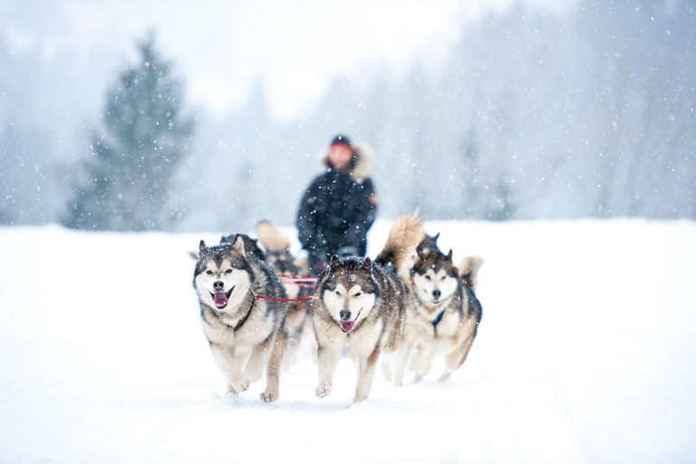Husky Soul Journey: From Farm Life to Sledding Adventure
