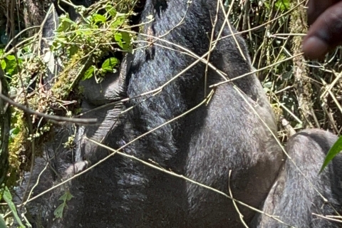 4 jours d'observation des gorilles de plaine au Congo (RDC) au départ de Kgl Rwanda