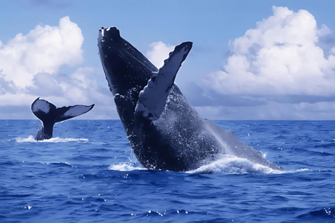 Punta Cana: Whale Watching und Bacardi Island Tagestour