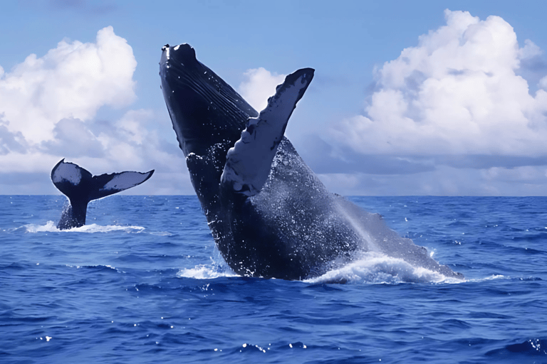 Punta Cana: Whale Watching and Bacardi Island Day Trip