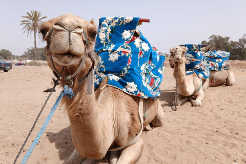 Agadir: Private Souss River Camel Ride with Pickup