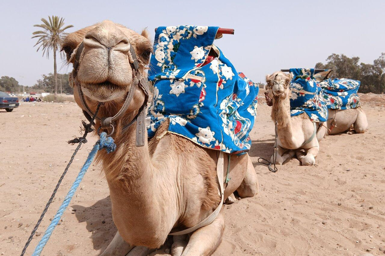 Agadir: Private Souss River Camel Ride with Pickup