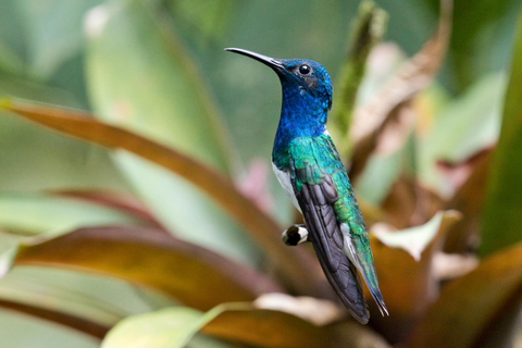 Ecuador: Birding and Cultural Tour from Quito