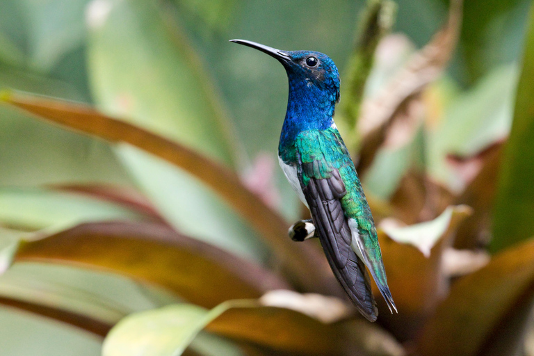 Ecuador: Birding and Cultural Tour from Quito