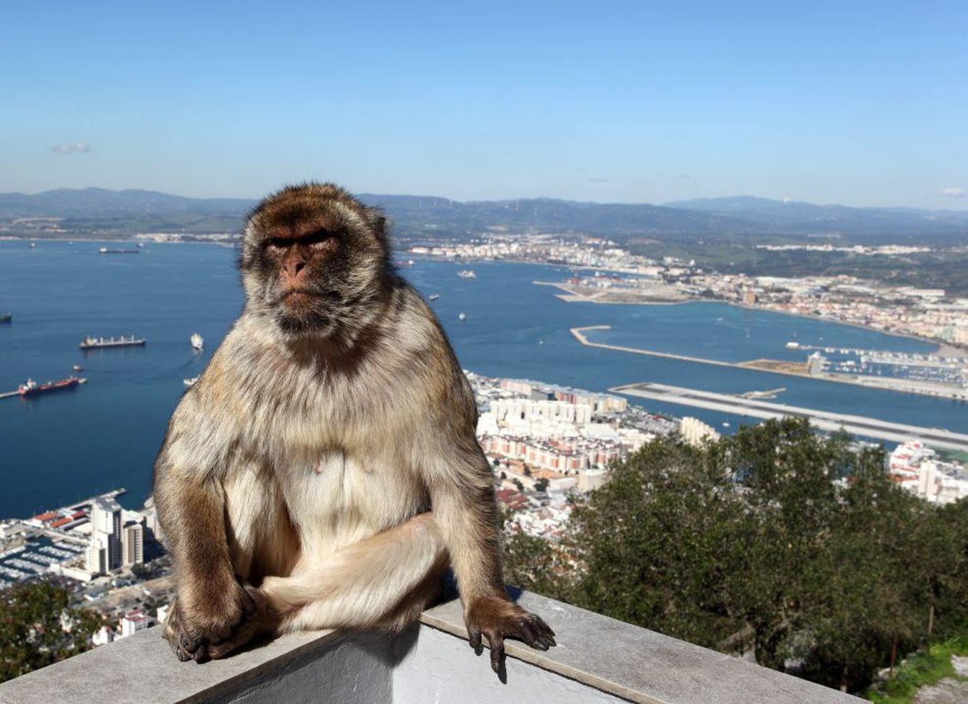 Fra Malaga: Tur til Gibraltar og besøg på Klippen (valgfrit)