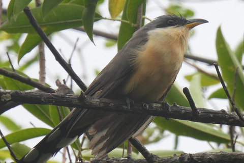 St. Lucia: Bird Watching and Nature Hike