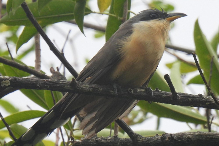 St. Lucia: Bird Watching and Nature Hike