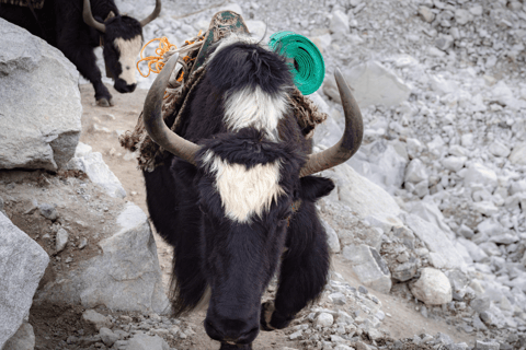 Nepal: Everest Base Camp vandring