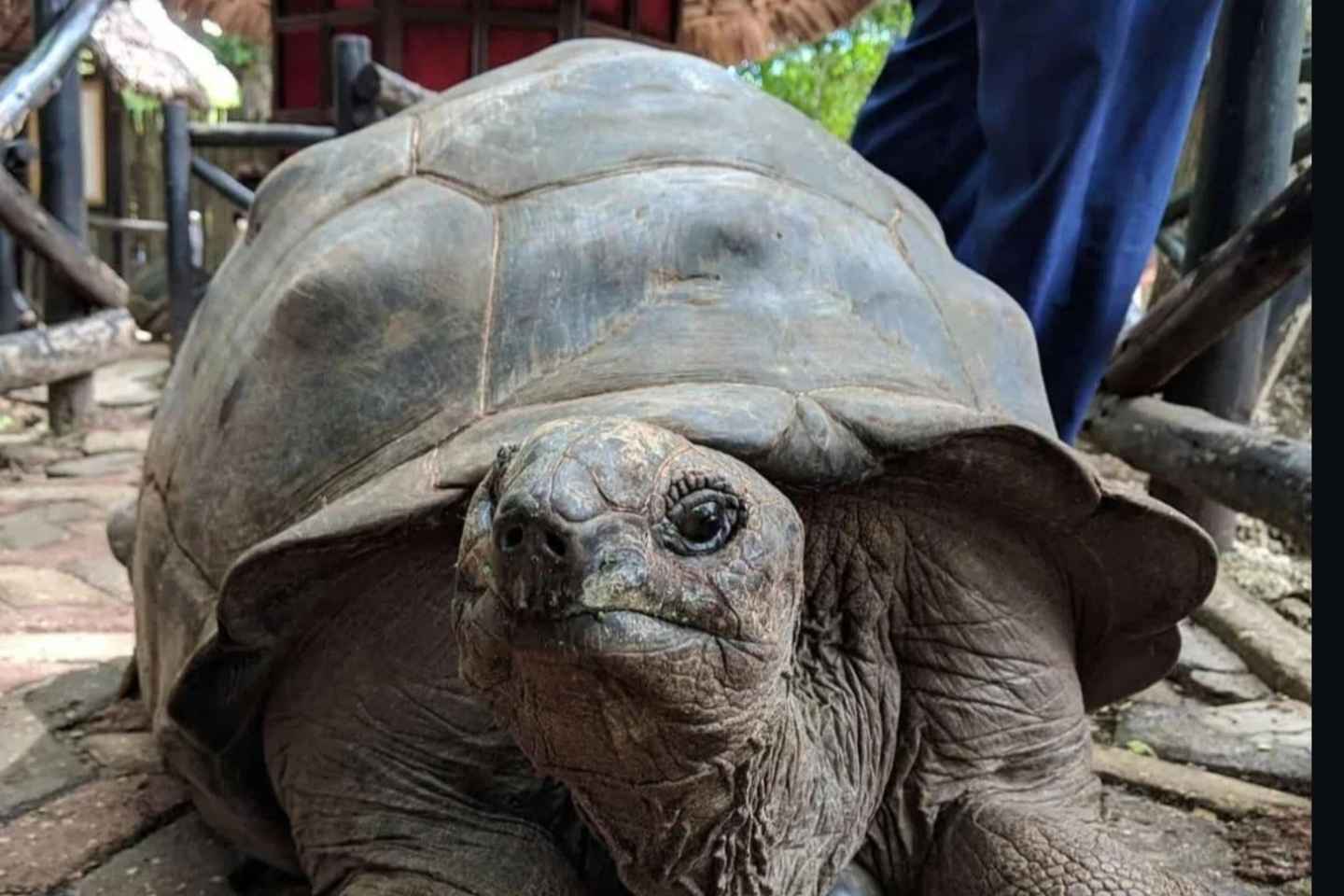 Zanzibar: Prison Island Private Half-Day Tour with Tortoises - Zanzibar: Prison Island Private Half-Day Tour with Tortoises