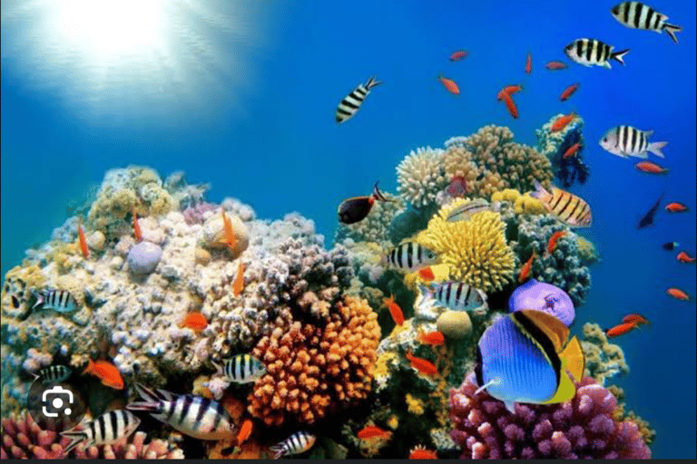 Zanzibar : Safari blue half day trip, snorkeling and lunch