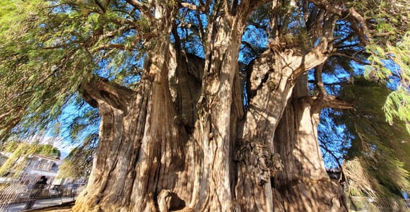 From Oaxaca: Guided Bike Tour to the World&#39;s Widest Tree