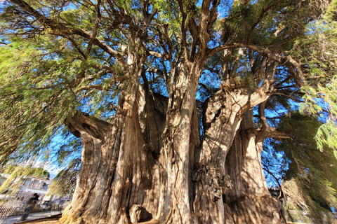 أواكساكا: جولة بالدراجة إلى شجرة التول