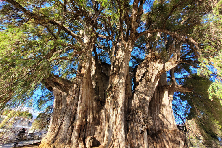 أواكساكا: جولة بالدراجة إلى شجرة التول