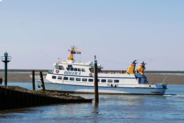 诺德斯特兰：瓦登海观海豹Nordstrand: Seal watching on the Wadden Sea