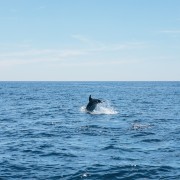 Albufeira: Passeio de Barco c/ Golfinhos e Grutas Marinhas