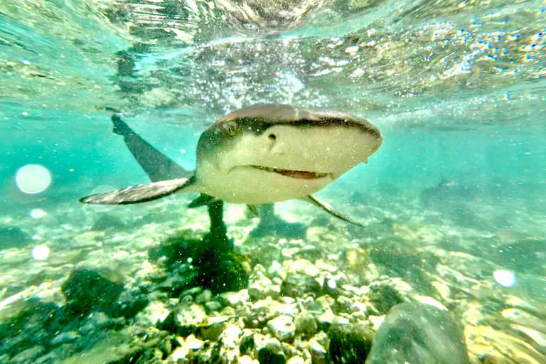 Sal Island: Full-Day Highlights Tour with a Local Guide (Pick-up Included) Private tour: